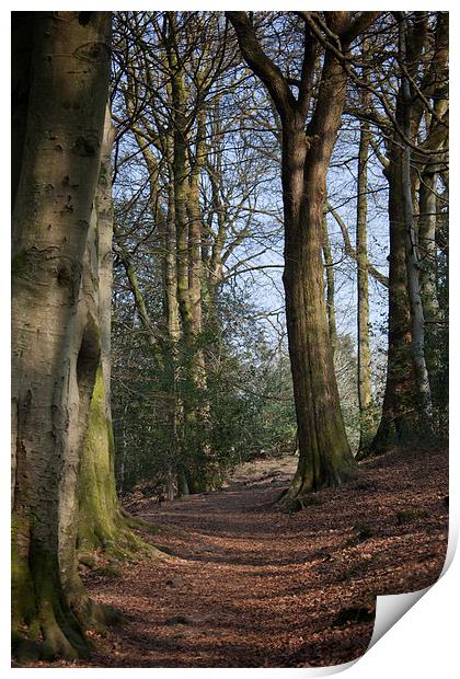 Walk in the trees Print by Derek Corner