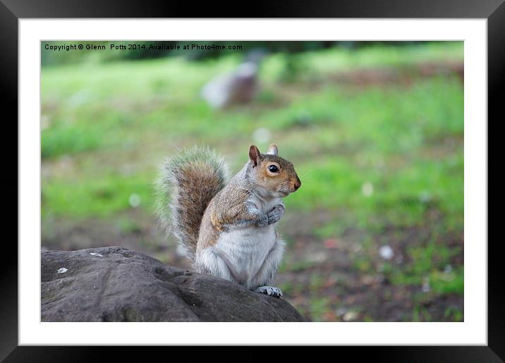 Grey Squirrel Framed Mounted Print by Glenn Potts