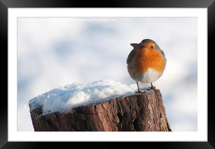 Robin Framed Mounted Print by Stef B