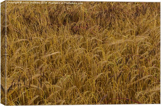 A Field of Barley Canvas Print by colin chalkley