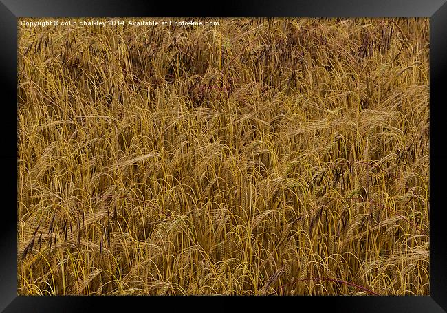 A Field of Barley Framed Print by colin chalkley