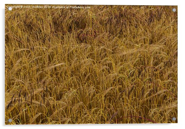 A Field of Barley Acrylic by colin chalkley
