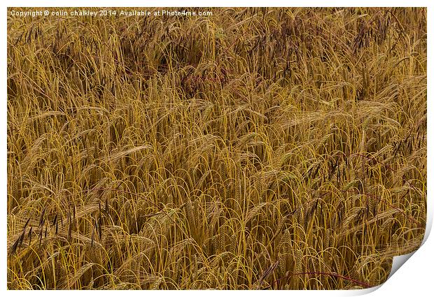 A Field of Barley Print by colin chalkley