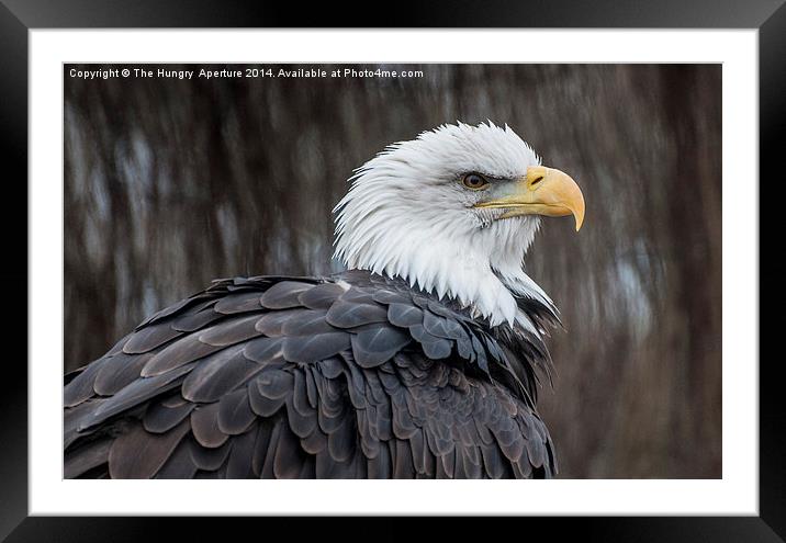 Bald Eagle Framed Mounted Print by Stef B