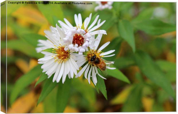 To Bee! Canvas Print by Rebecca Giles