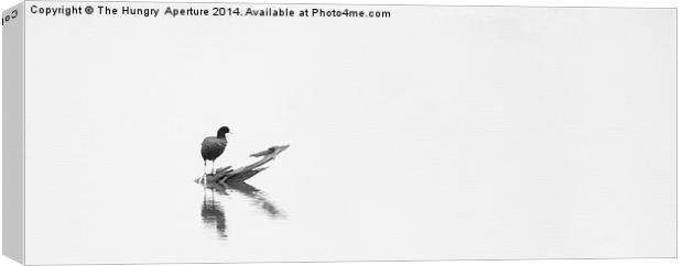 Coot on a lake Canvas Print by Stef B