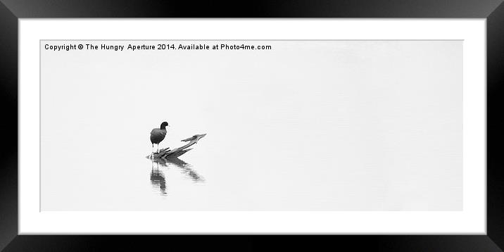 Coot on a lake Framed Mounted Print by Stef B