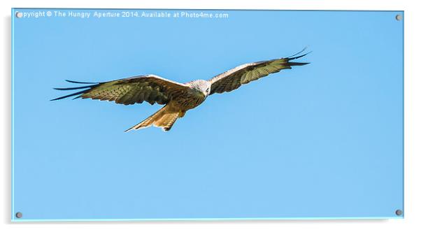 Red Kite Acrylic by Stef B