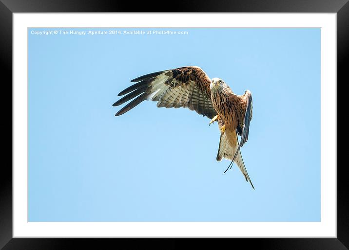 Red kite Framed Mounted Print by Stef B