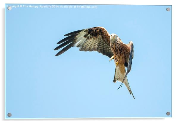 Red kite Acrylic by Stef B