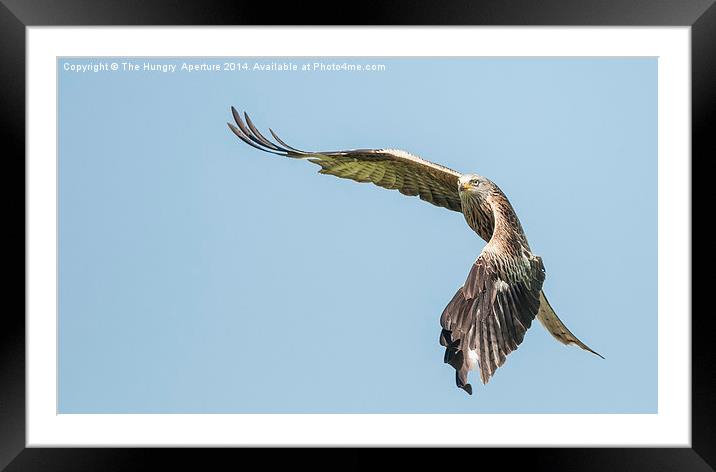 Red Kite Framed Mounted Print by Stef B