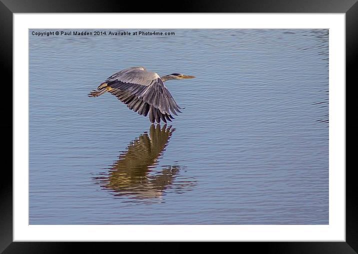 Heron in flight Framed Mounted Print by Paul Madden