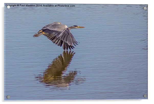 Heron in flight Acrylic by Paul Madden