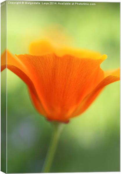 Beautiful orange poppy Canvas Print by Malgorzata Larys