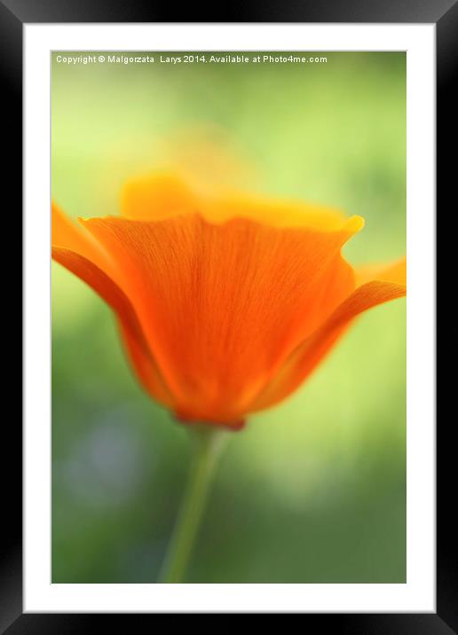 Beautiful orange poppy Framed Mounted Print by Malgorzata Larys