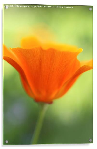 Beautiful orange poppy Acrylic by Malgorzata Larys