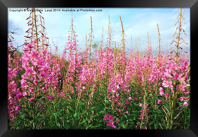 Beautiful pink wildflowers Framed Print by Malgorzata Larys