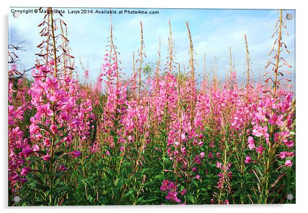 Beautiful pink wildflowers Acrylic by Malgorzata Larys