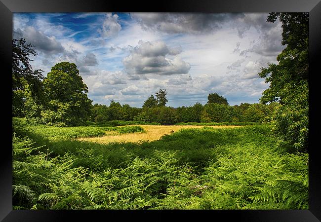 Knole Park Framed Print by Phil Clements