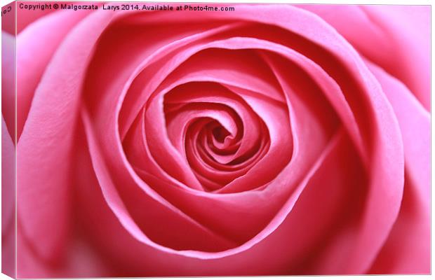 Pink rose Canvas Print by Malgorzata Larys