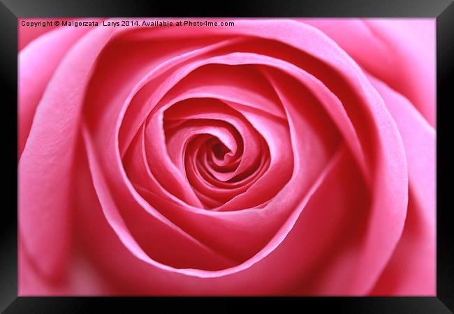 Pink rose Framed Print by Malgorzata Larys