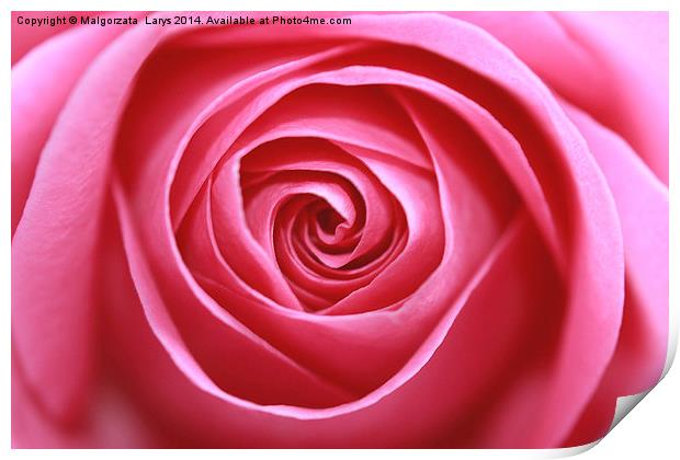 Pink rose Print by Malgorzata Larys