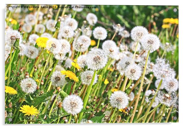 Spring meadow of dandelions Acrylic by Malgorzata Larys