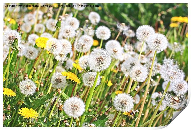 Spring meadow of dandelions Print by Malgorzata Larys