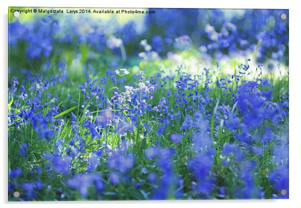 Beautiful bluebells close up Acrylic by Malgorzata Larys