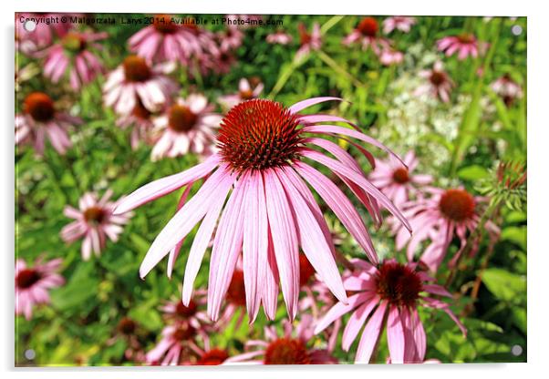 Echinacea Purpurea Acrylic by Malgorzata Larys