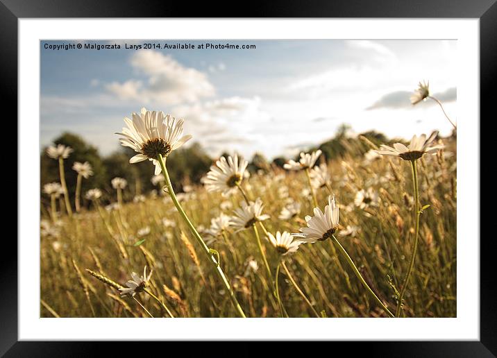 Beautiful marguerites in Summer time Framed Mounted Print by Malgorzata Larys