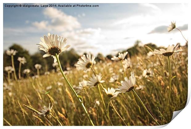 Beautiful marguerites in Summer time Print by Malgorzata Larys