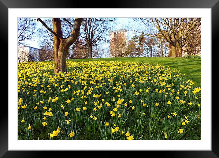 Meadow of daffodiles in the park Framed Mounted Print by Malgorzata Larys