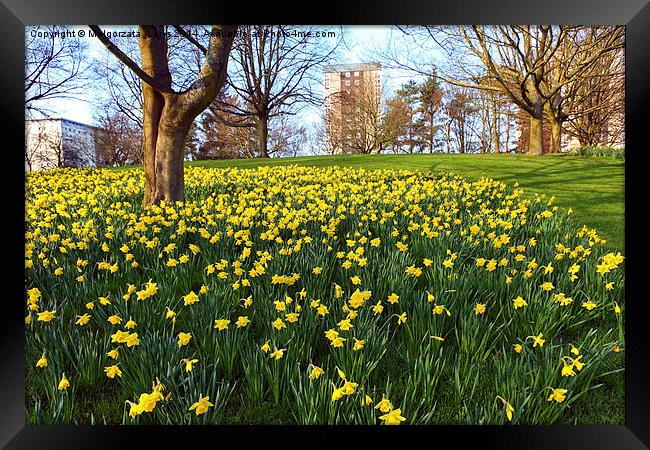 Meadow of daffodiles in the park Framed Print by Malgorzata Larys