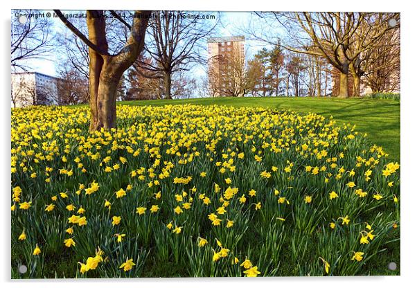 Meadow of daffodiles in the park Acrylic by Malgorzata Larys