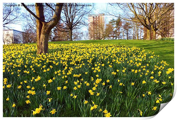 Meadow of daffodiles in the park Print by Malgorzata Larys