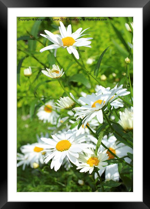 Summer meadow of daisies Framed Mounted Print by Malgorzata Larys