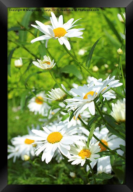 Summer meadow of daisies Framed Print by Malgorzata Larys