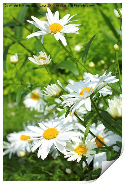 Summer meadow of daisies Print by Malgorzata Larys