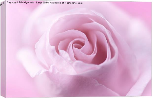 Beautiful, soft pink rose close up Canvas Print by Malgorzata Larys