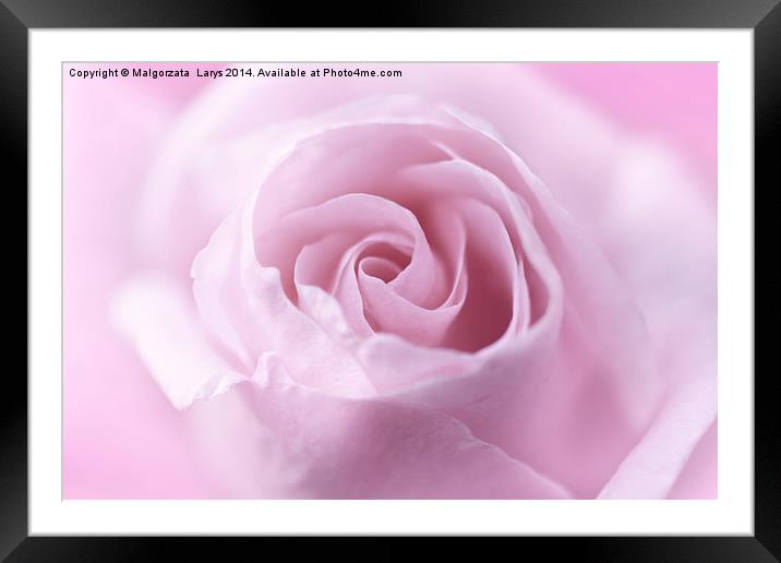 Beautiful, soft pink rose close up Framed Mounted Print by Malgorzata Larys