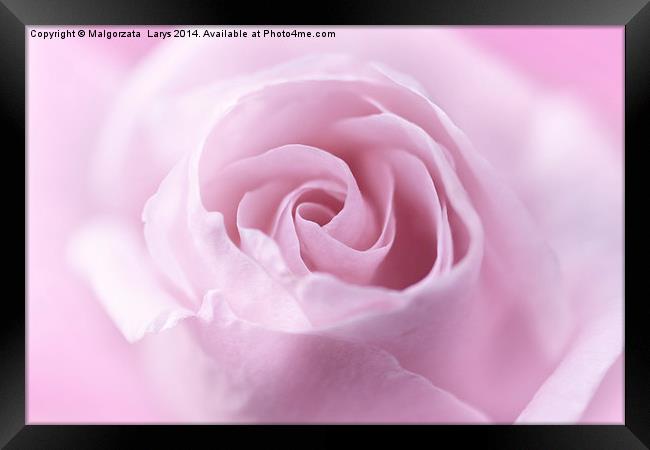 Beautiful, soft pink rose close up Framed Print by Malgorzata Larys
