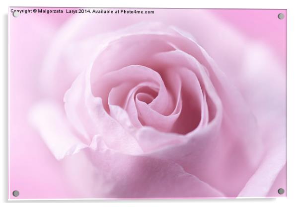 Beautiful, soft pink rose close up Acrylic by Malgorzata Larys
