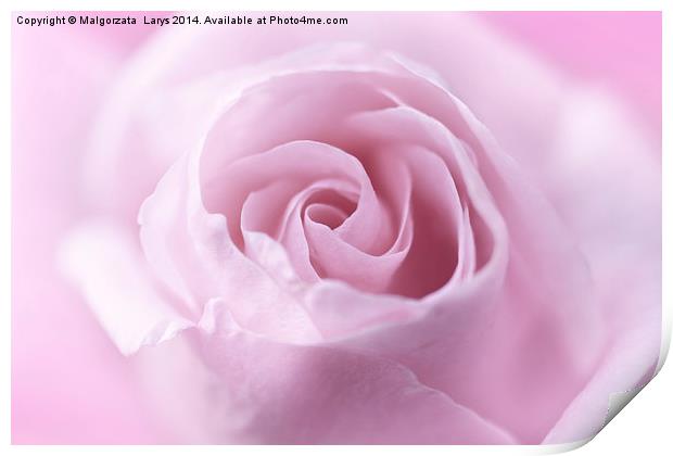 Beautiful, soft pink rose close up Print by Malgorzata Larys