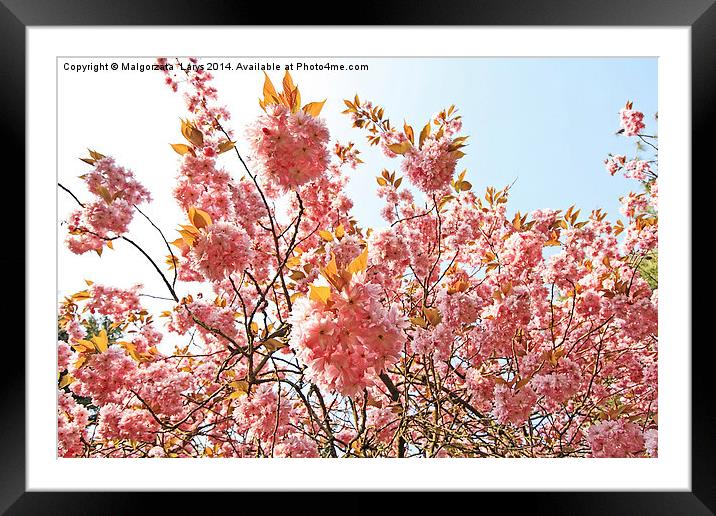 Blooming pink cherry tree in the park Framed Mounted Print by Malgorzata Larys