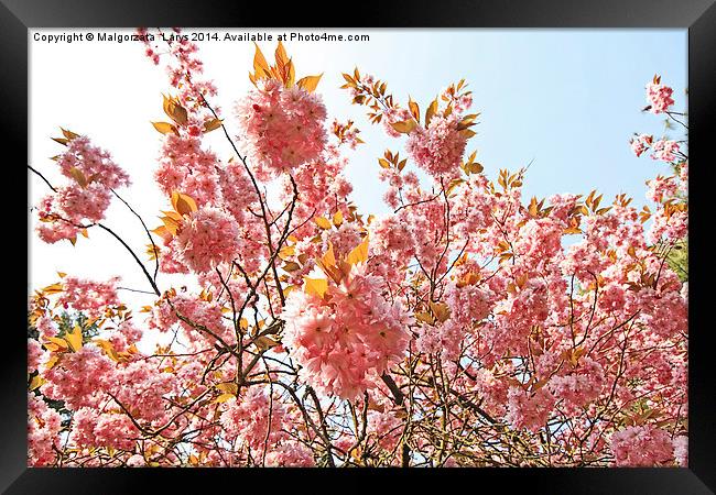 Blooming pink cherry tree in the park Framed Print by Malgorzata Larys