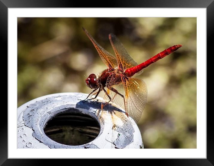 Cardinal Meadowhawk Dragonfly Framed Mounted Print by Leighton Collins