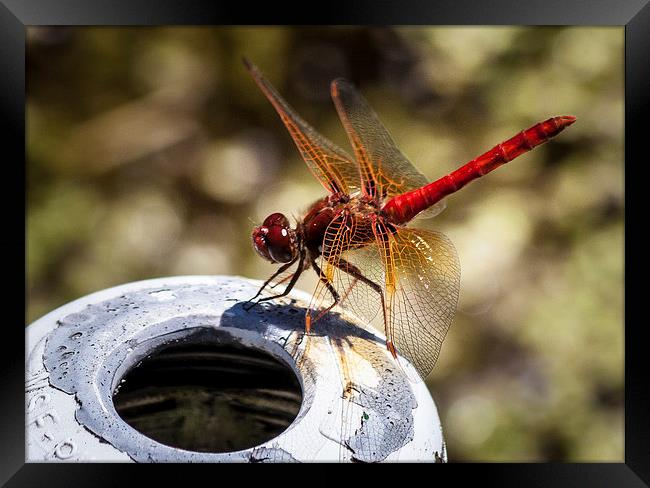 Cardinal Meadowhawk Dragonfly Framed Print by Leighton Collins