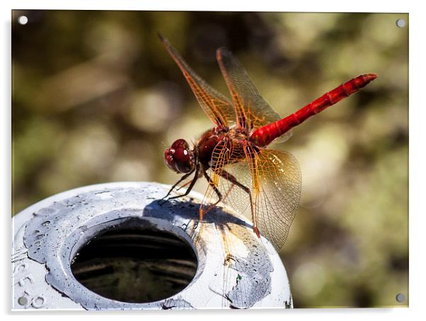 Cardinal Meadowhawk Dragonfly Acrylic by Leighton Collins