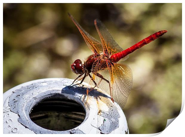 Cardinal Meadowhawk Dragonfly Print by Leighton Collins